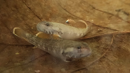 White cheek goby 3cm