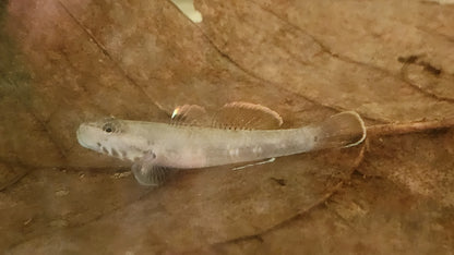 White cheek goby 3cm