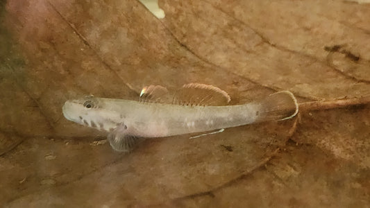 White cheek goby 3cm