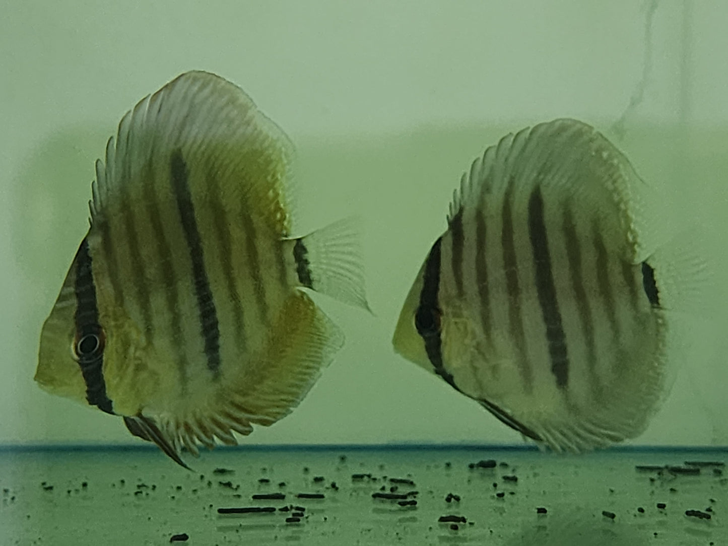 Wild Heckel Discus 3"