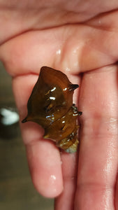 Pagoda snails 3cm x 5pc