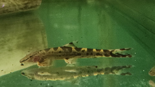 Spotted hillstream loach 7-8cm