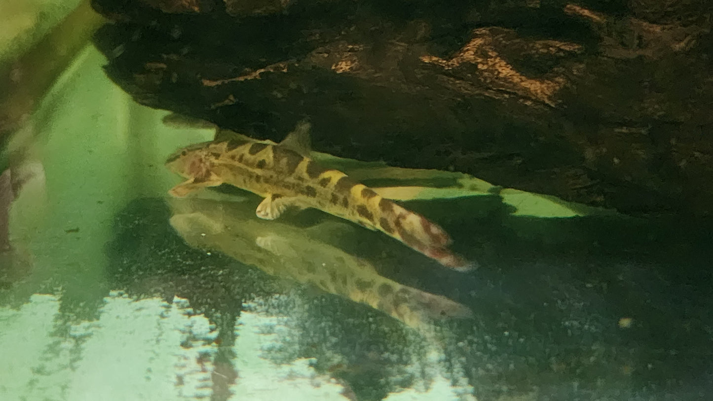 Spotted hillstream loach 7-8cm