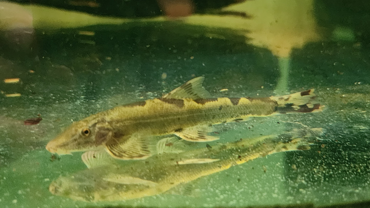 Spotted hillstream loach 7-8cm