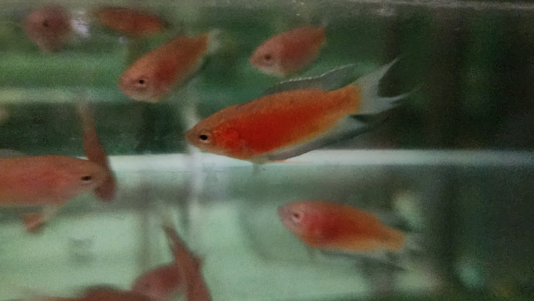 Red paradise fish 4cm x 5pc
