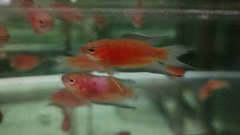 Load image into Gallery viewer, Red paradise fish 4cm x 5pc