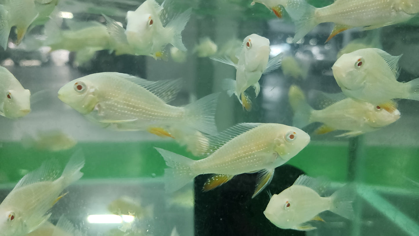 Albino Heckeli Eartheater 4cm