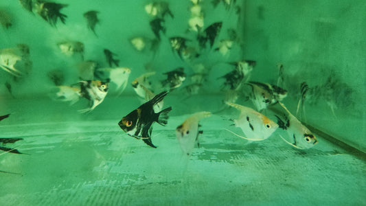 Assorted Angelfish 4-5cm x 5pc