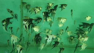 Assorted Angelfish 4-5cm x 5pc