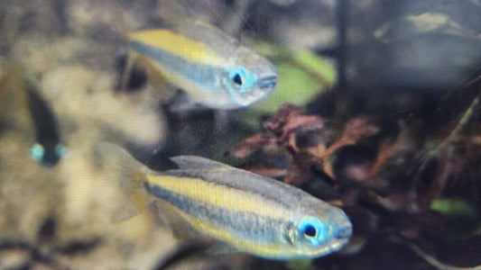 Blue eye congo tetra 3-4cm