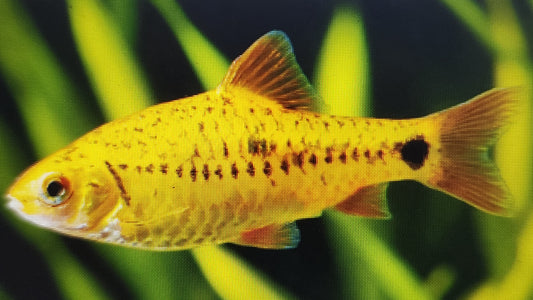 Golden barb 3cm x 5pc