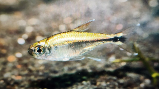 Gold tetra 1.5cm x 5pc