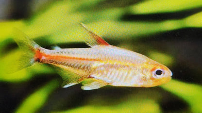 Glowlight tetra 2cm x 5pc