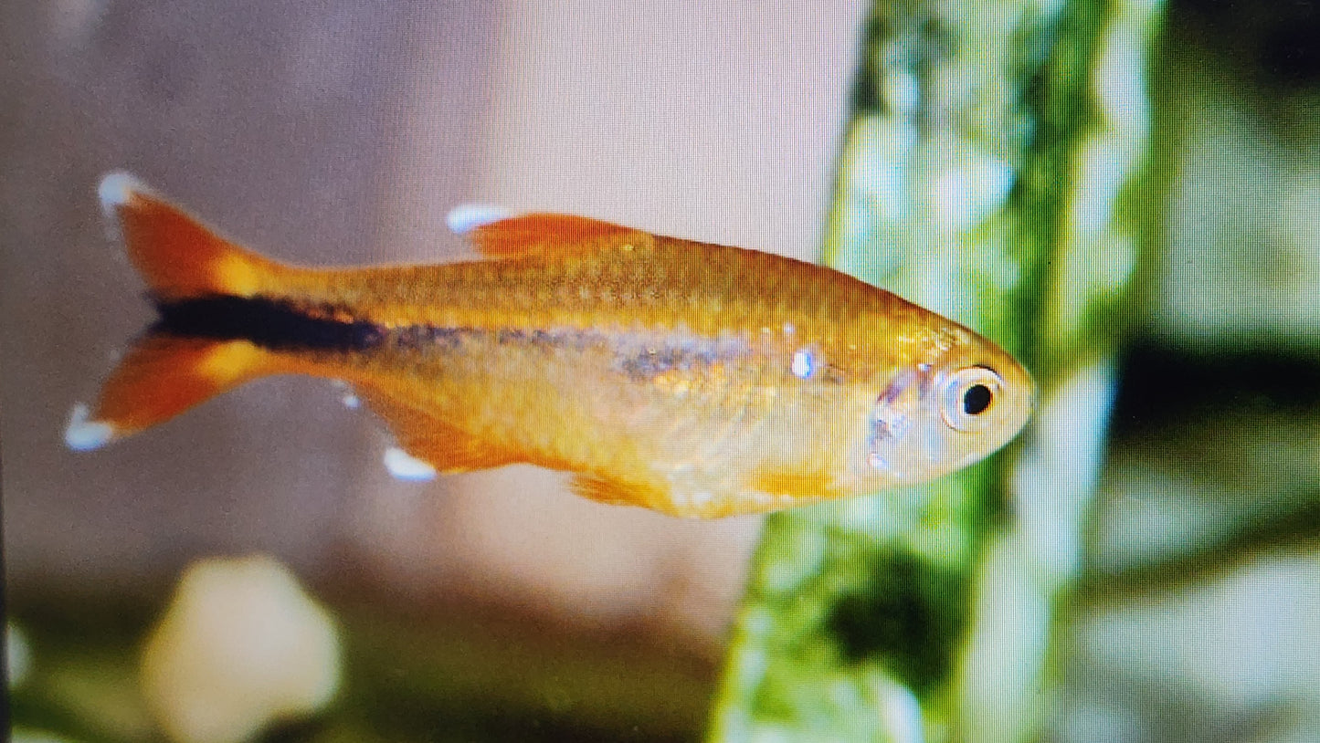 Silver tip tetra 2cm x 5pc