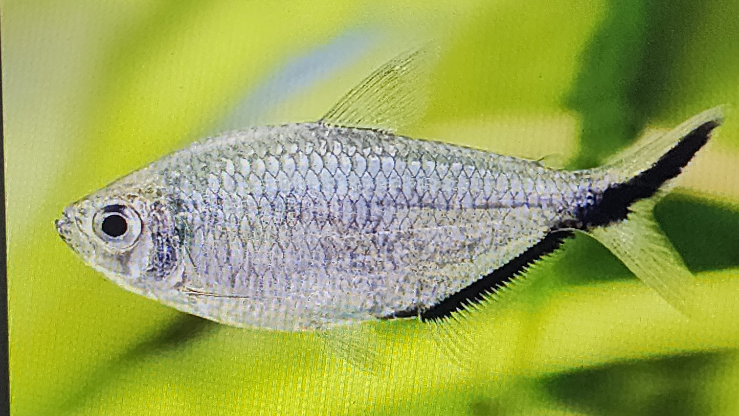 Moenkhausia costae tetra 2cm x 5pc