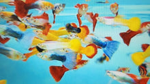 Load image into Gallery viewer, Mixed guppies males 2.5cm x 5pc