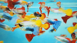 Mixed guppies males 2.5cm x 5pc