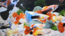Load image into Gallery viewer, Mixed guppies males 2.5cm x 5pc