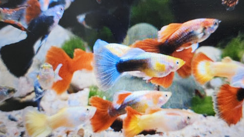 Assorted Guppy 3cm x 5pc