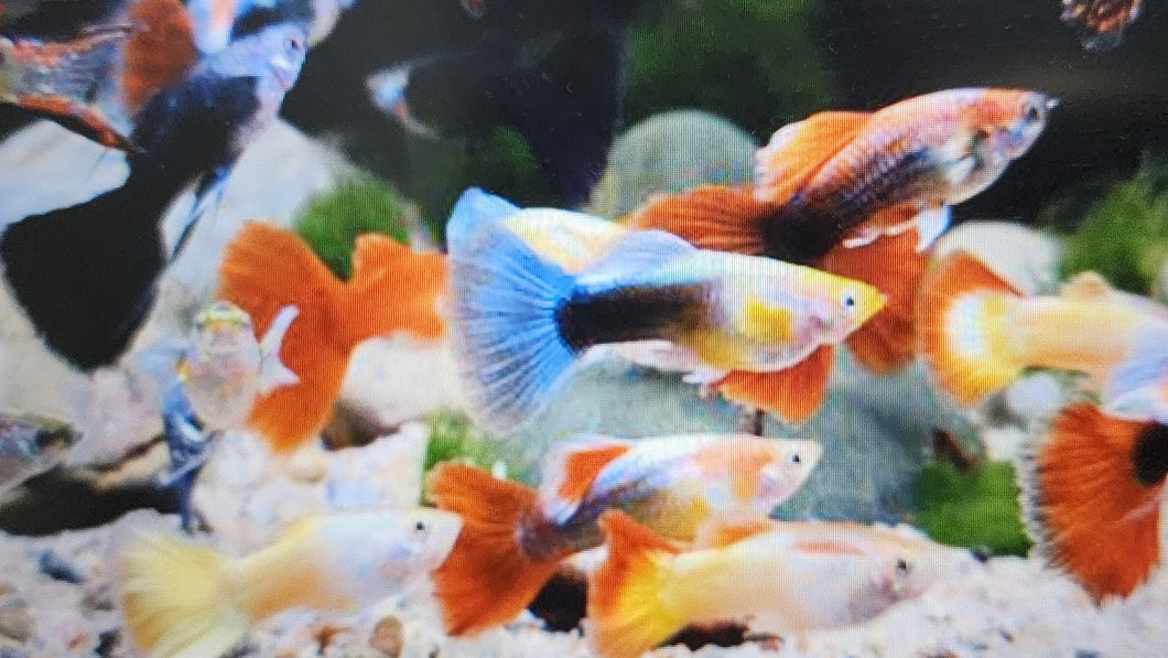 Mixed guppies males 2.5cm x 5pc