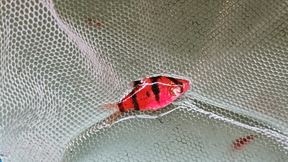 Luminous Tiger Barb red 2.5cm x 5pc