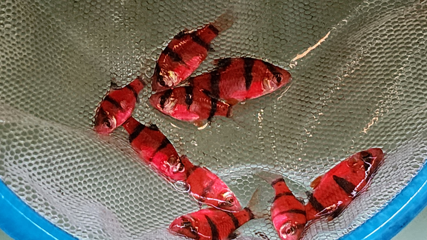 Luminous Tiger Barb red 2.5cm x 5pc