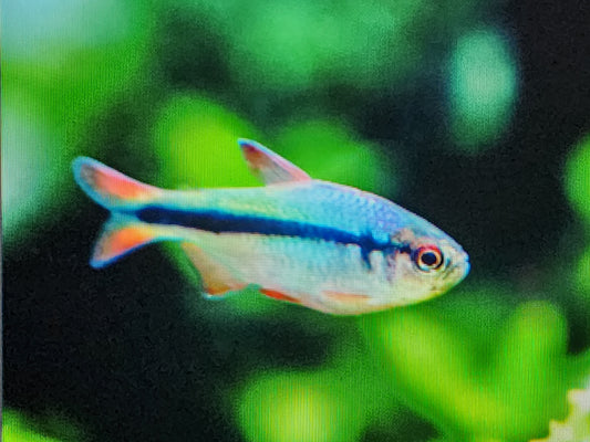 Imperial lapis tetra 2.5cm