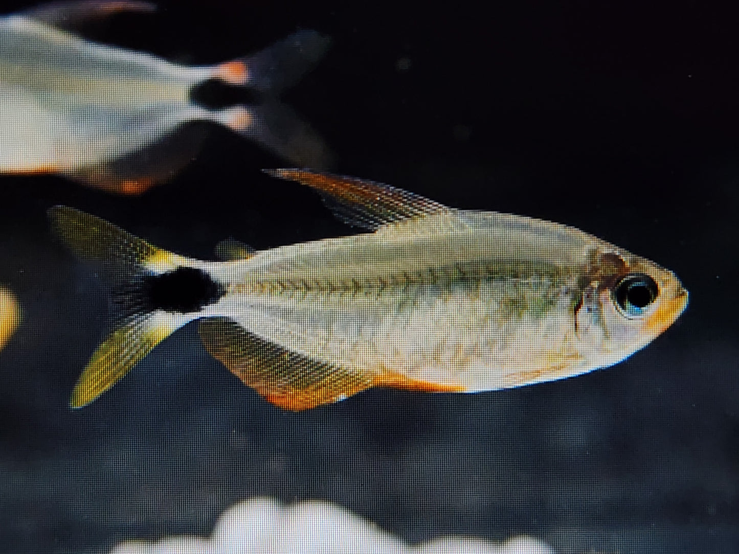 Raccoon tetra 2.5cm