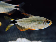 Load image into Gallery viewer, Raccoon tetra 2.5cm