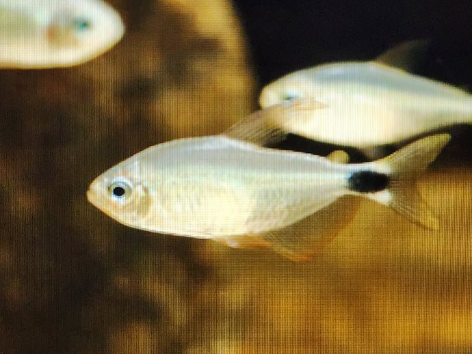 Raccoon tetra 2.5cm