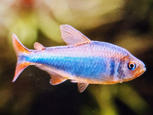 Blueberry tetra 2.5cm