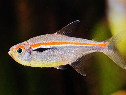 Amapa tetra 2.5cm