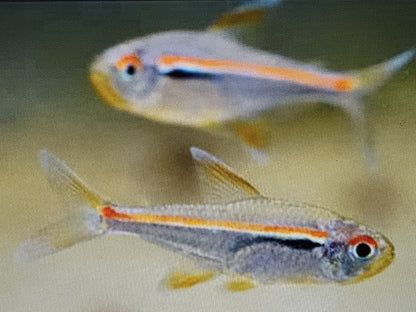 Amapa tetra 2.5cm