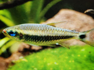 Red lipstick tetra 2.5cm