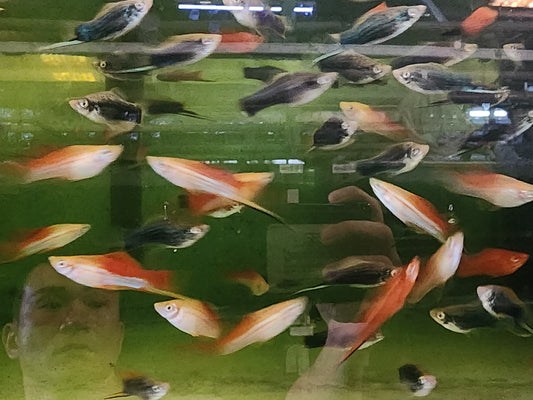 Assorted swordtails 4cm x 5pc