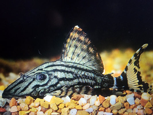 L191 dull eye royal pleco 6-8cm