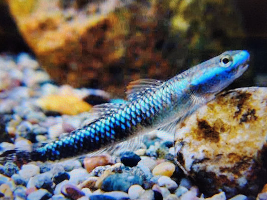 Blue neon goby 3cm