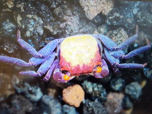 Orange eye Vampire crab 2cm x 5pc