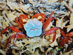 Golden eye vampire crab 2cm x 5pc