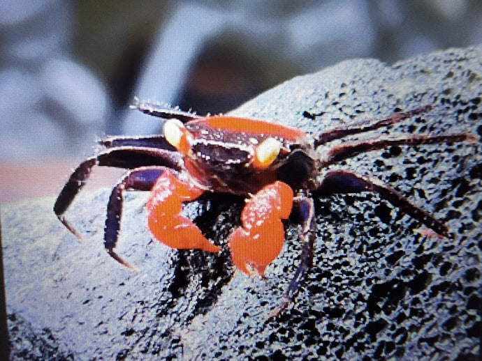 Red devil vampire crab 2cm x 5pc