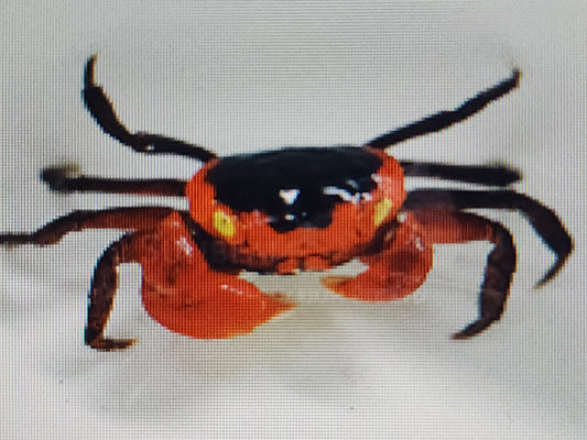 Red apple vampire crab 2cm x 5pc