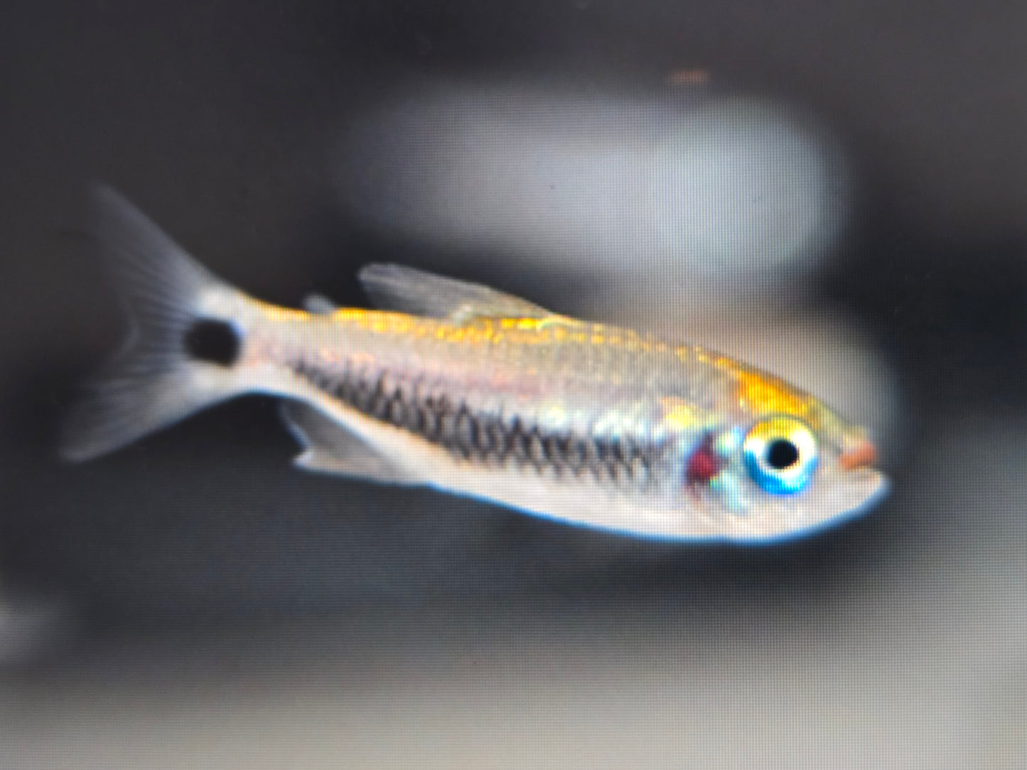 Red lipstick tetra 2.5cm