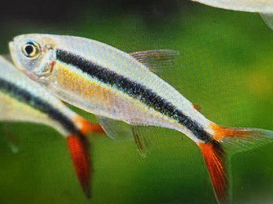 Red tail penguin tetra 2.5cm