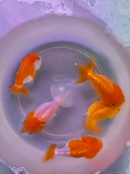 Assorted Ranchu 5cm x 5pc