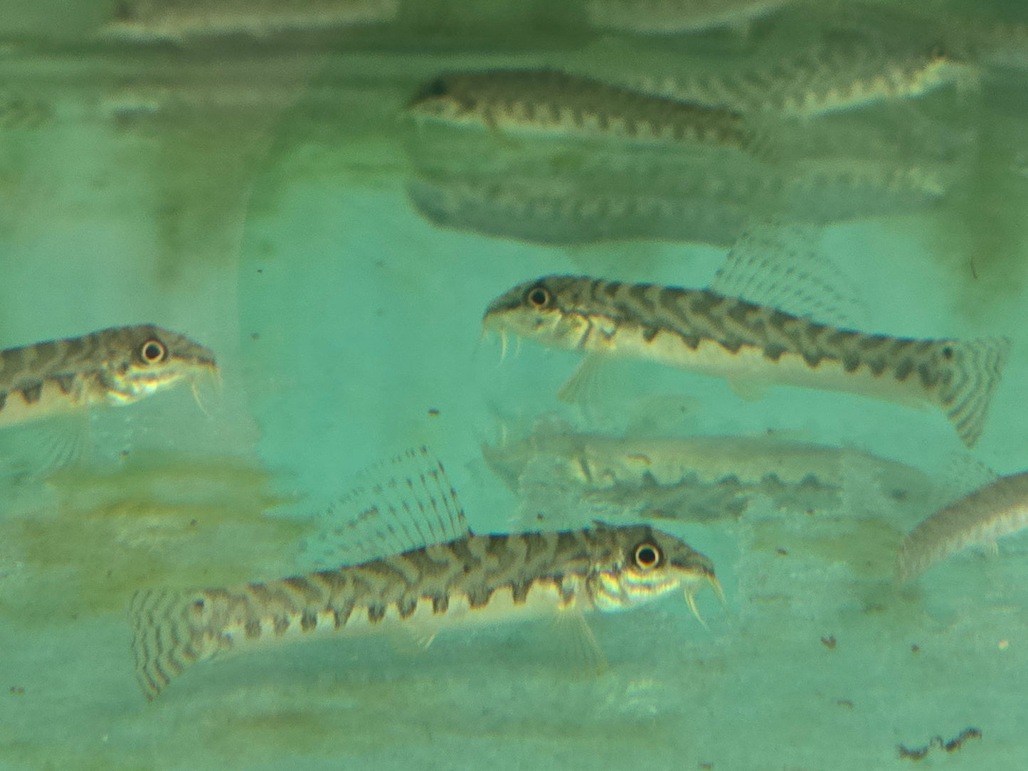 Zipper loach 5cm x 5pc