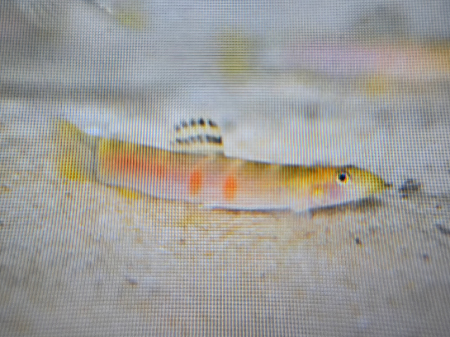 Sumo loach 5cm x 5pc