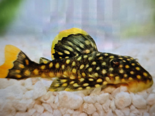 L18 Golden nugget pleco 6-8cm