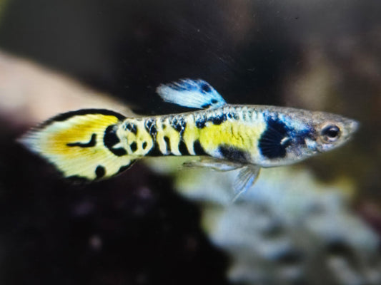 Tiger endler guppy 1.5cm x 5pc