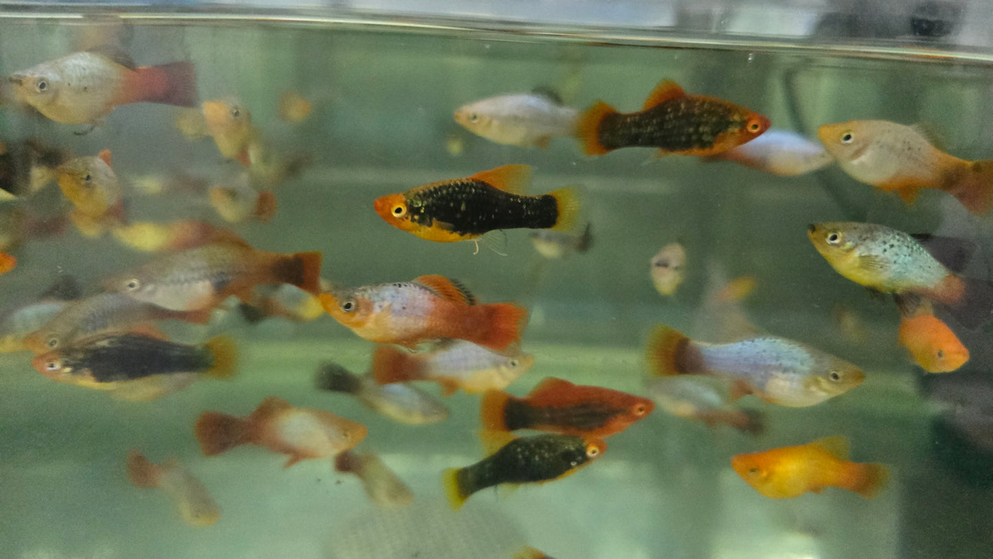 Assorted Platy 3cm