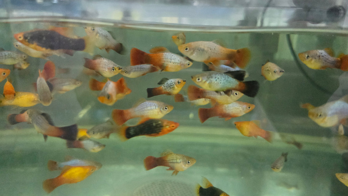 Assorted Platy 3cm